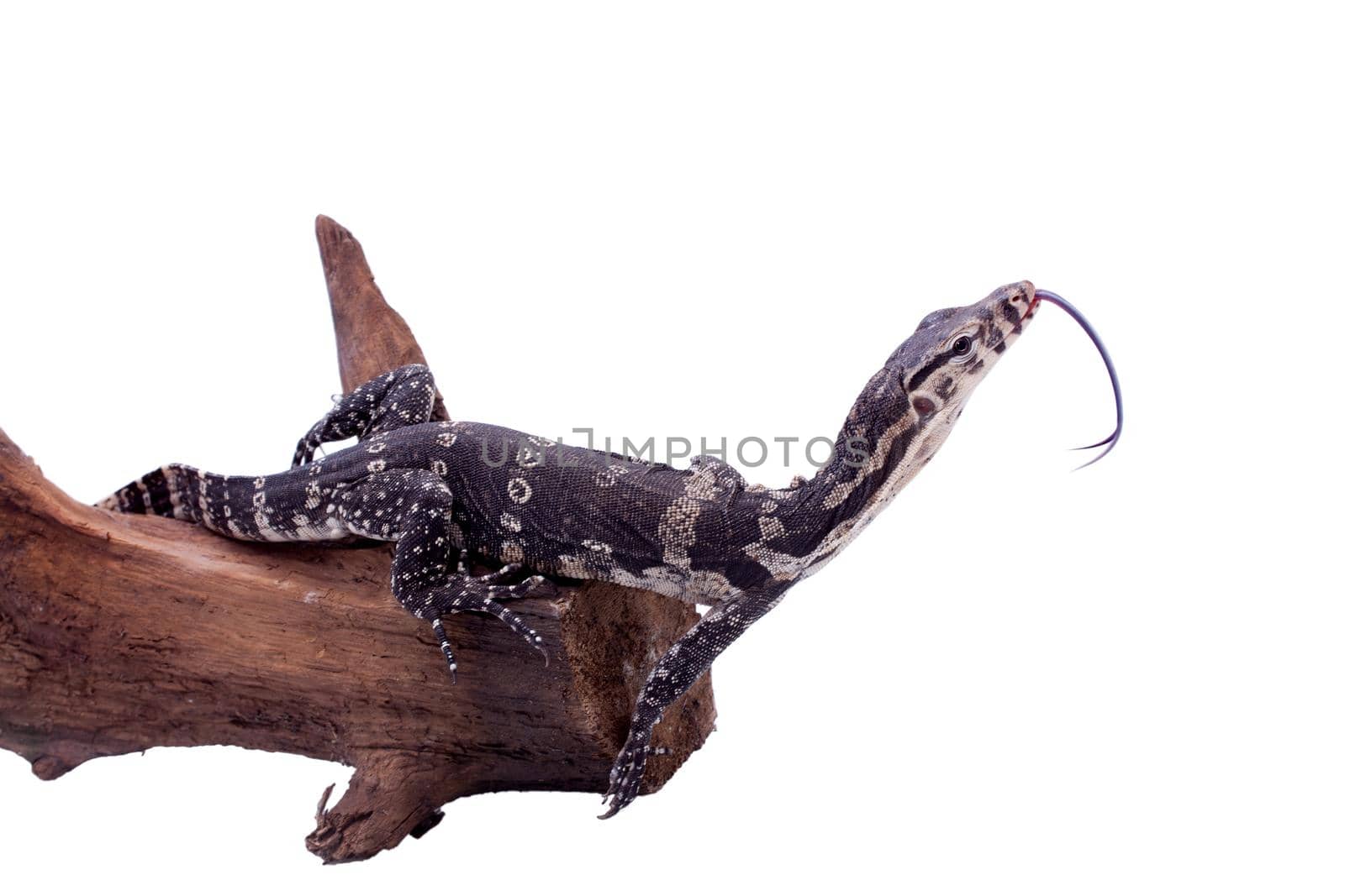 Timor Monitor Lizard, Varanus timorensis, isolated on white background