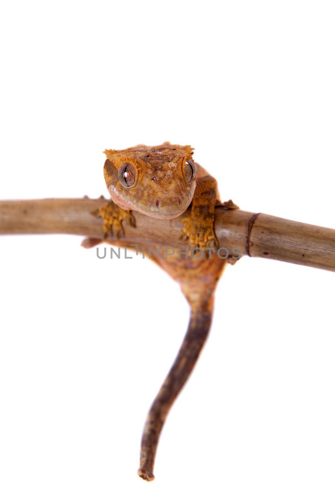 New Caledonian crested gecko on white by RosaJay
