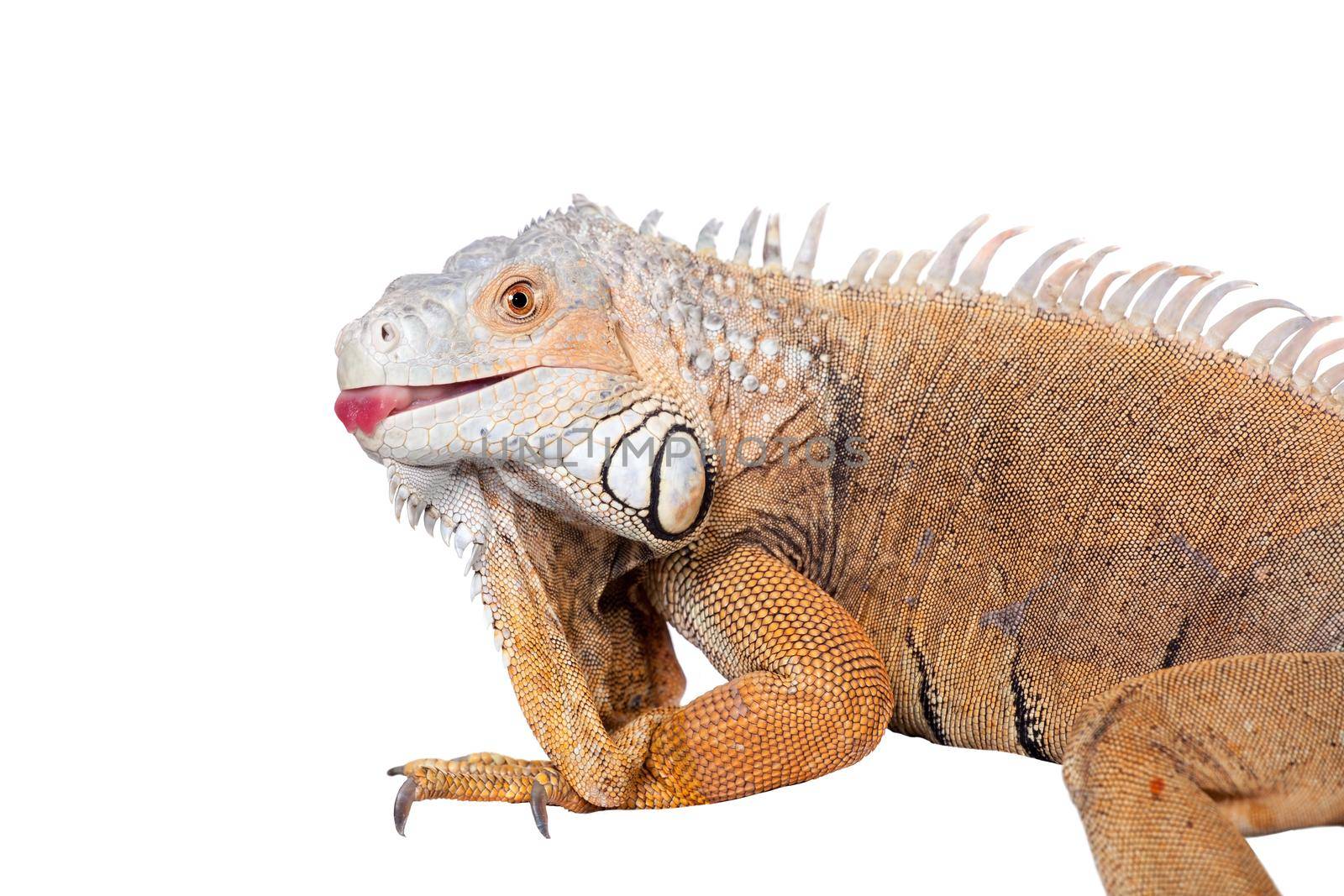 Green Iguana, 10 years old, isolated on the white background