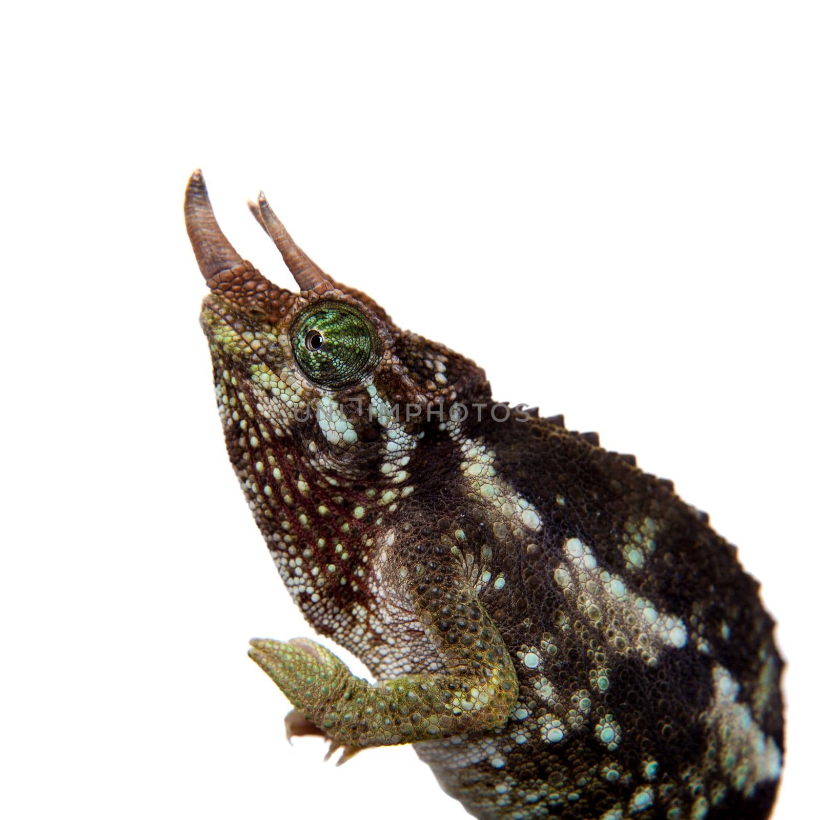 Jackson's horned chameleon, Trioceros jacksonii jacksonii, isolated on white background
