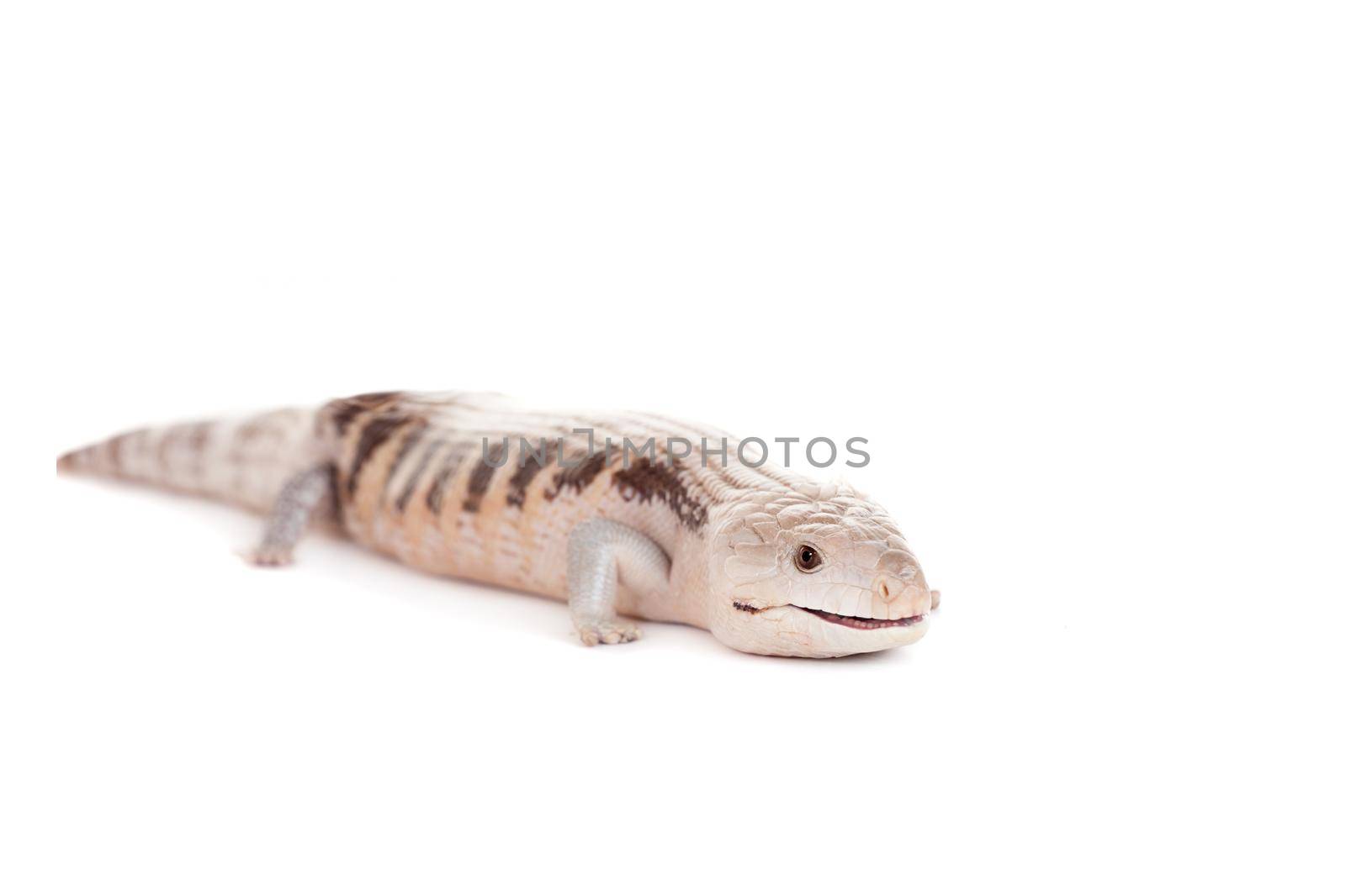 Eastern Blue-tongued Skink on white by RosaJay