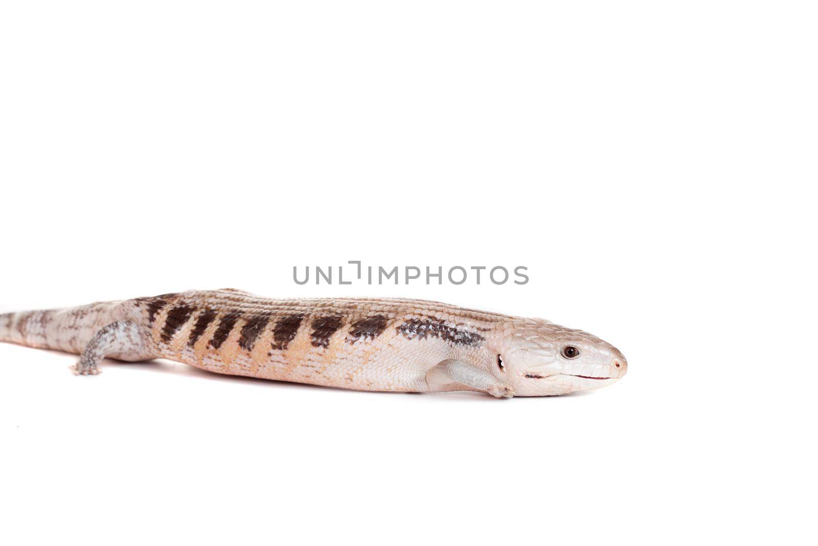 Eastern Blue-tongued Skink on white by RosaJay