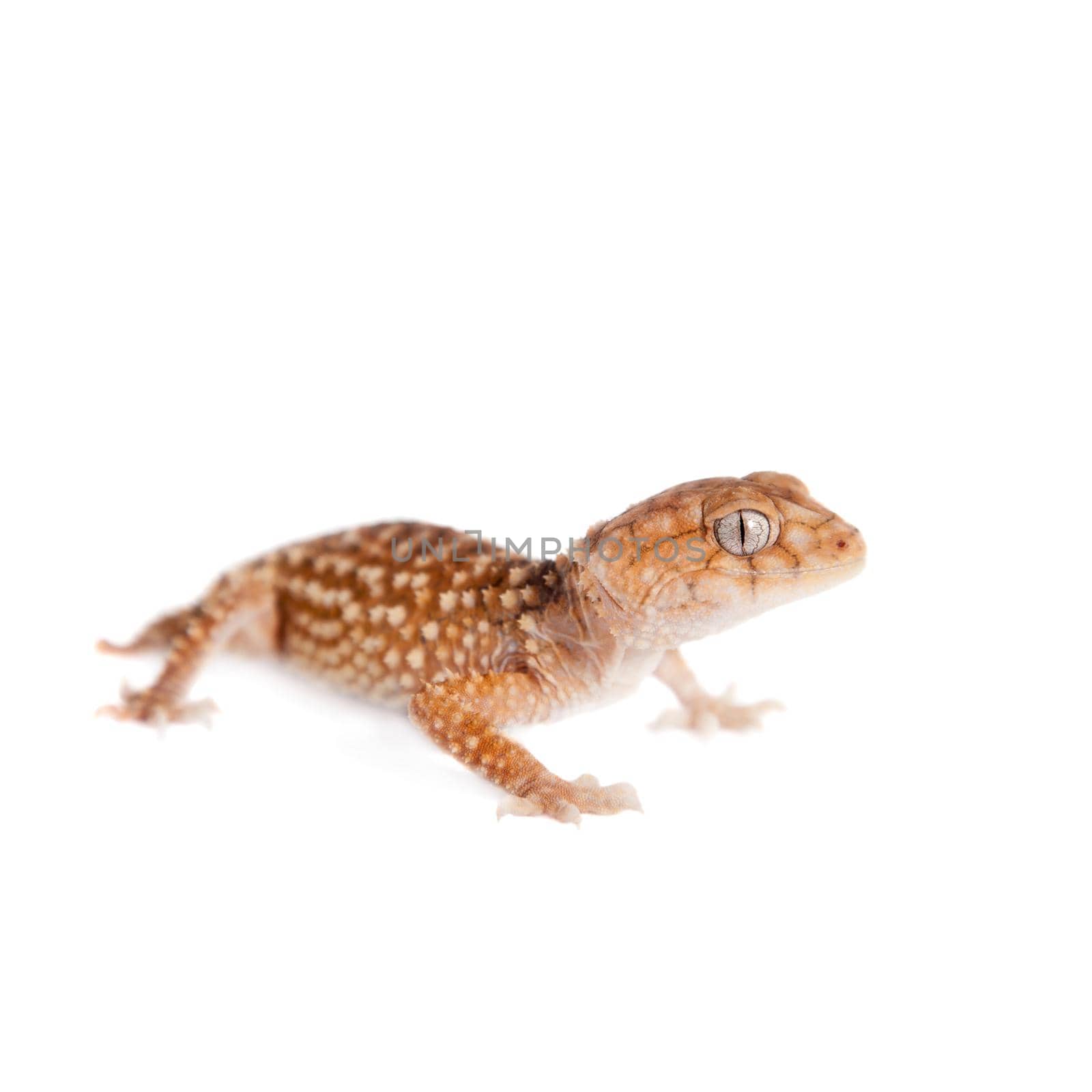Rough Knob-tailed Gecko, Nephrurus amyae, isolated on white background