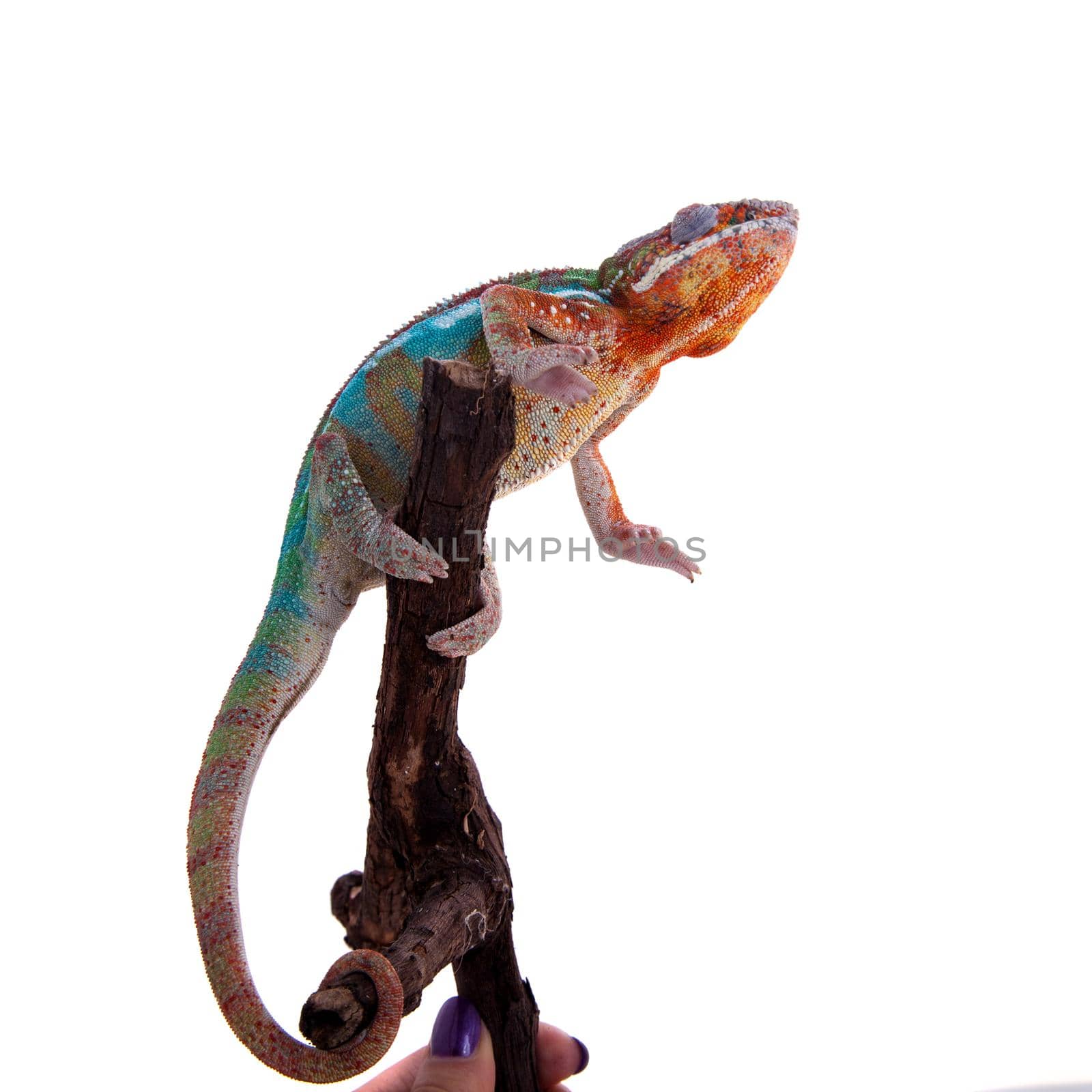 The panther chameleon, Furcifer pardalis on white by RosaJay