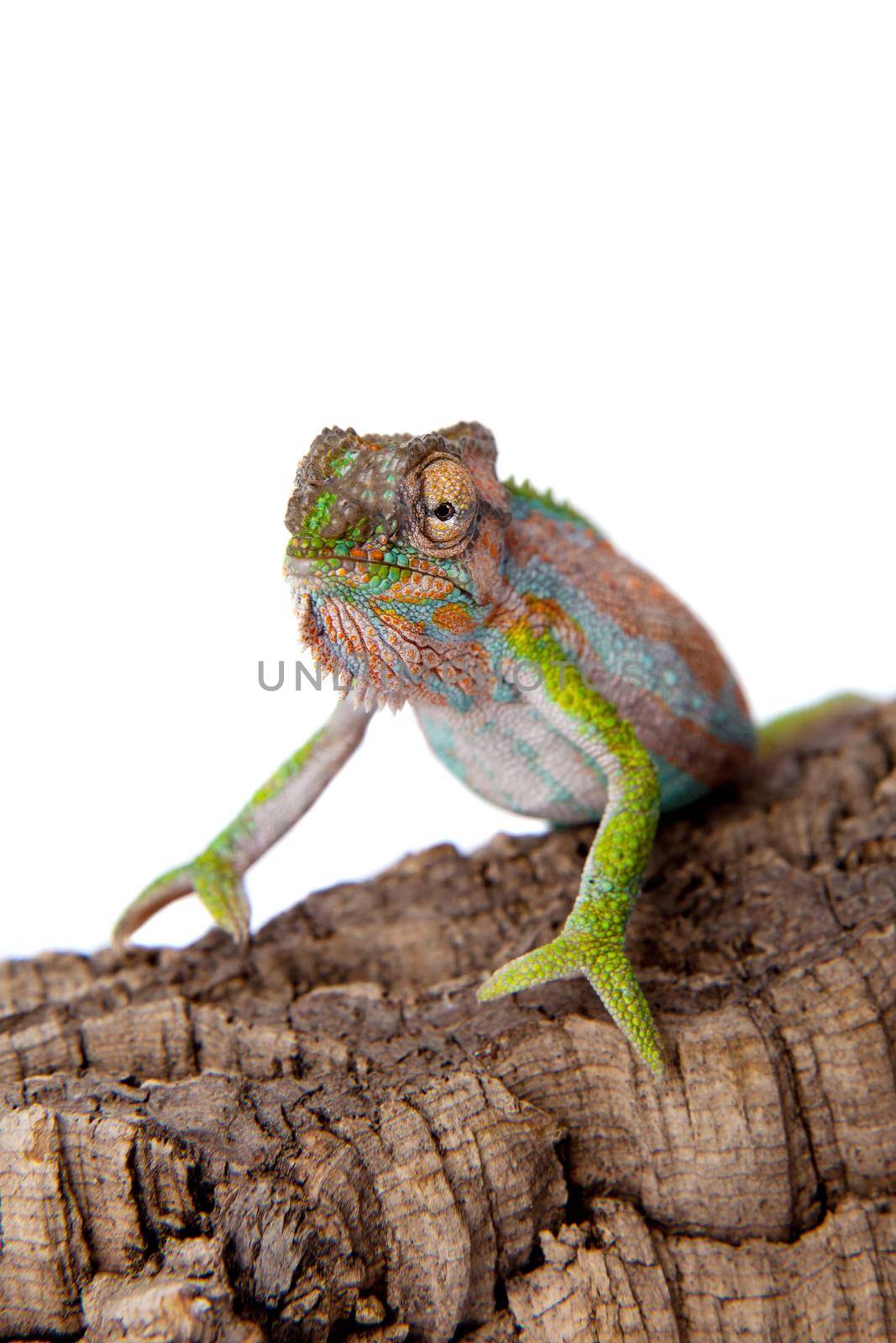 The Cape dwarf chameleon, Bradypodion pumilum, on white by RosaJay