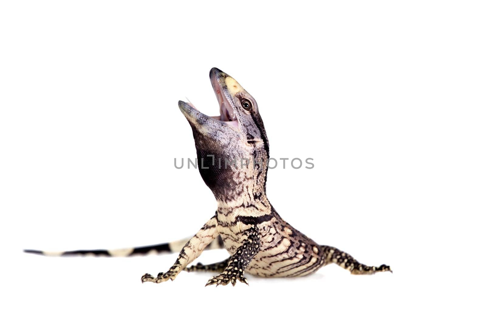 Newborn Black Throat Monitor Lizard, Varanus albigularis, isolated on white background