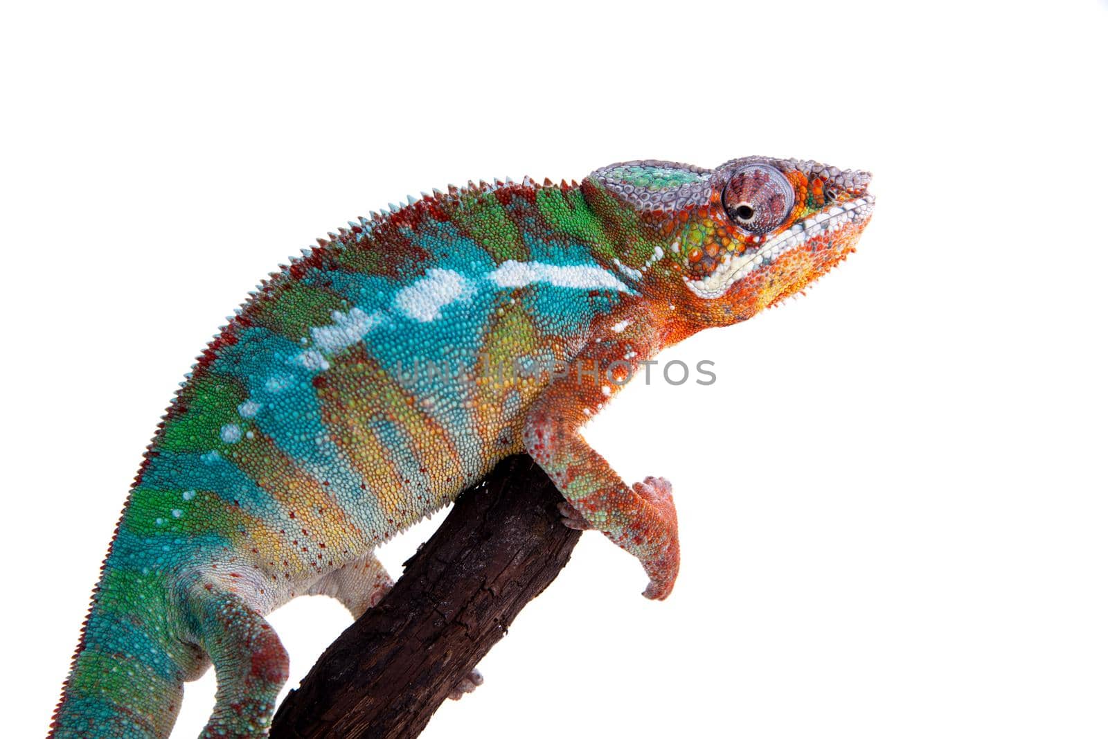 The panther chameleon, Furcifer pardalis on white by RosaJay