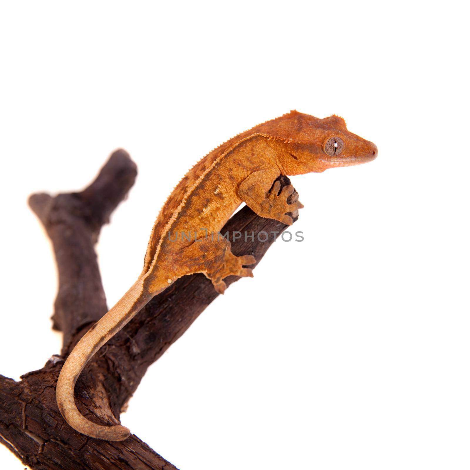 New Caledonian crested gecko, Rhacodactylus ciliatus, isolated on white