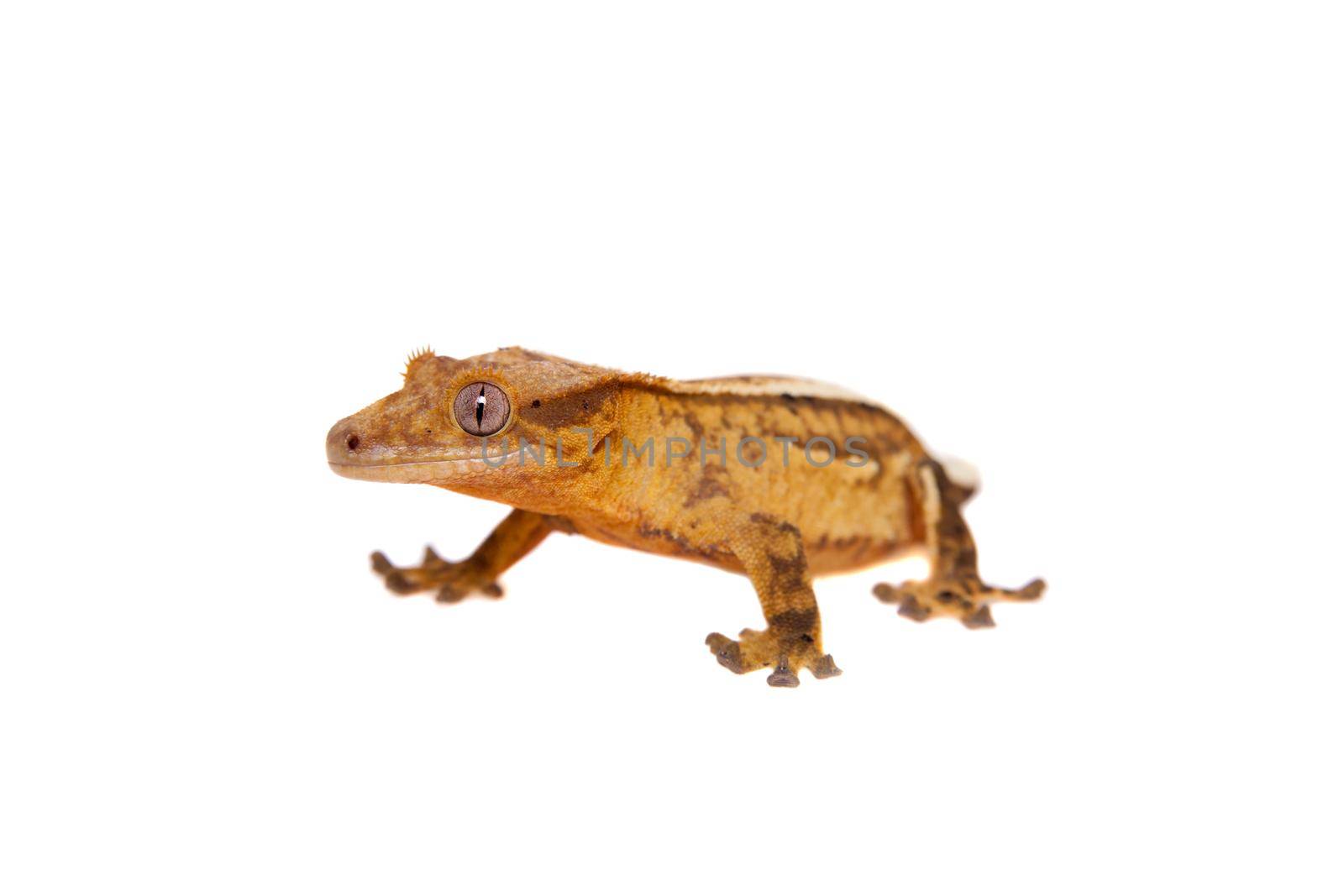 New Caledonian crested gecko, Rhacodactylus ciliatus, isolated on white