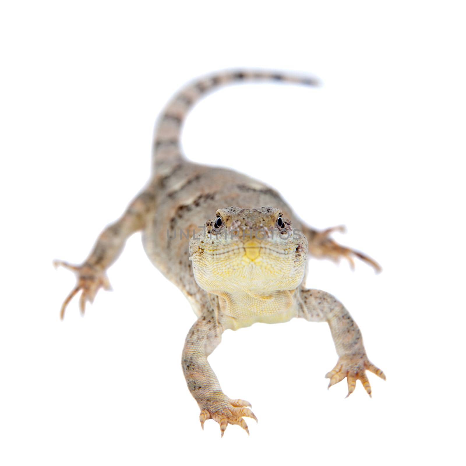 Bibron's iguana or Diplolaemus bibronii on white by RosaJay