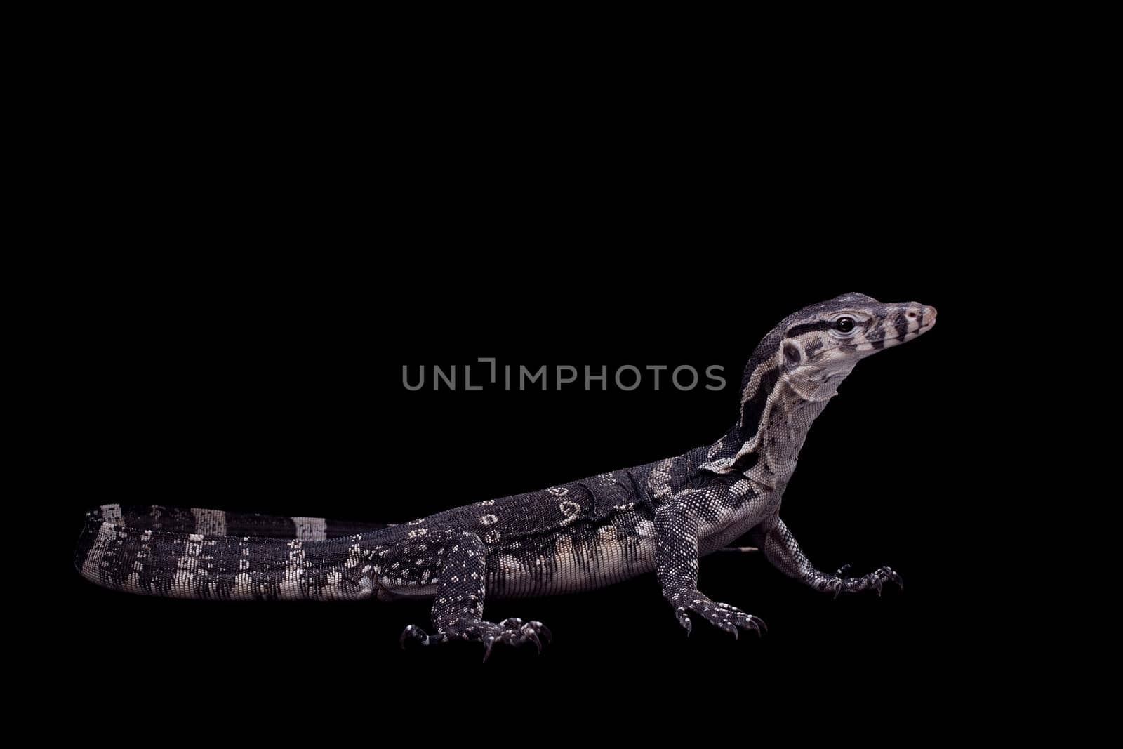 Timor Monitor Lizard, Varanus timorensis, on black by RosaJay