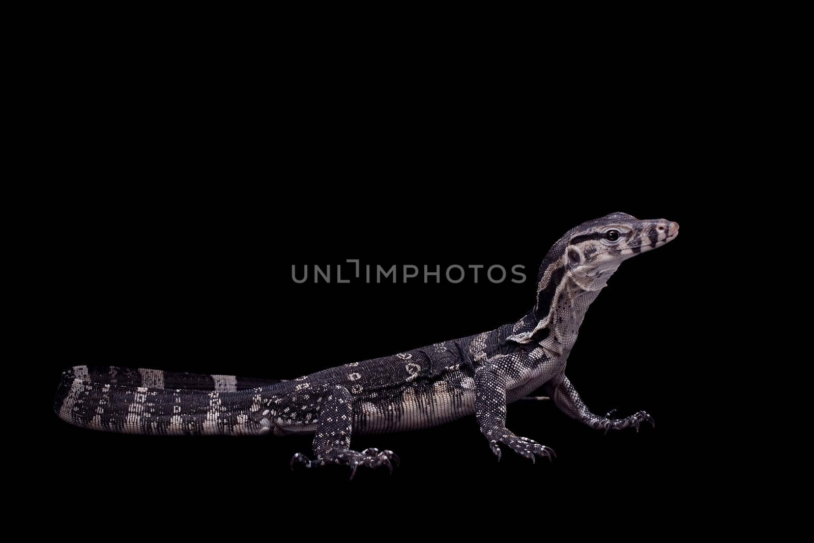 Timor Monitor Lizard, Varanus timorensis, on black background