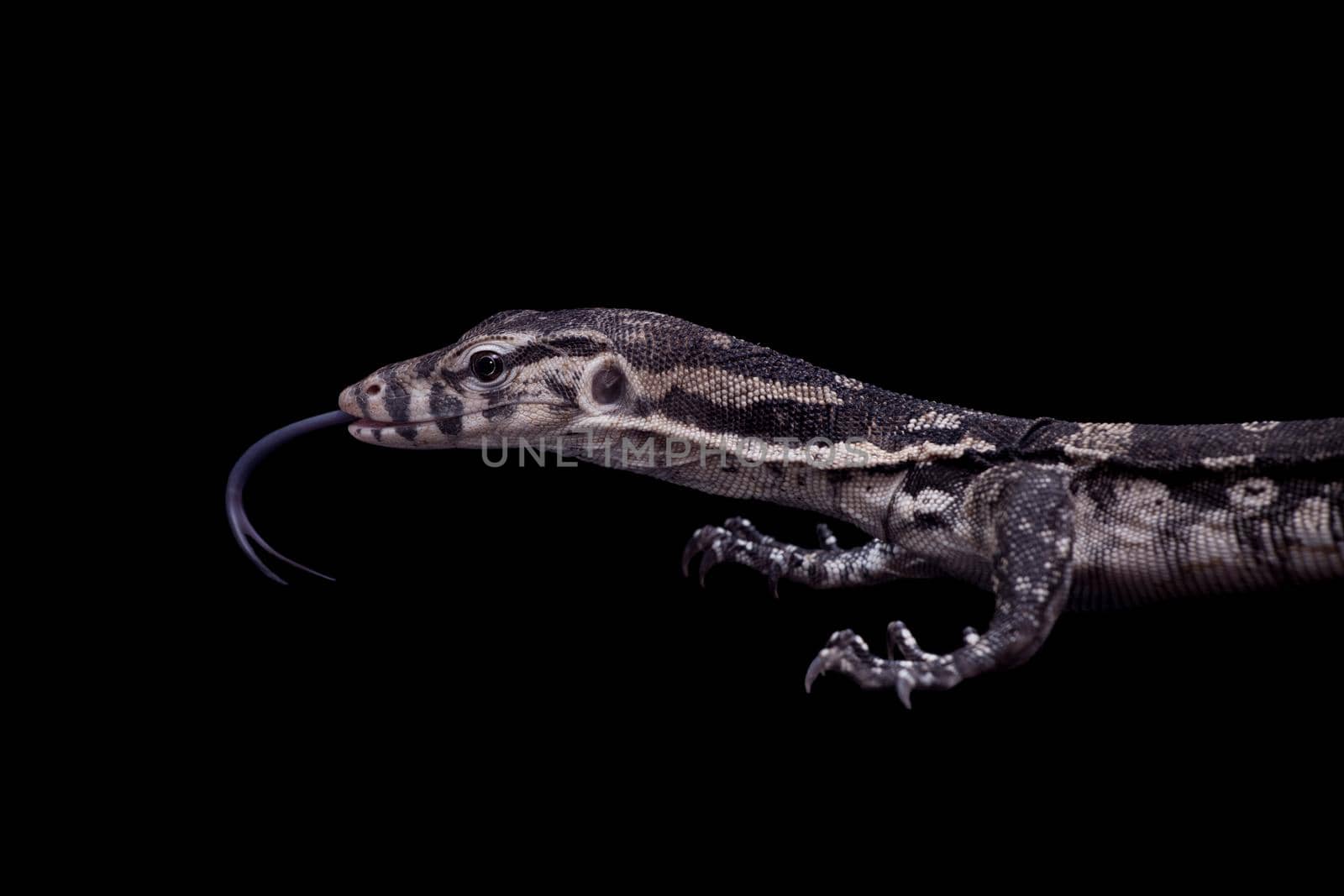 Timor Monitor Lizard, Varanus timorensis, on black background