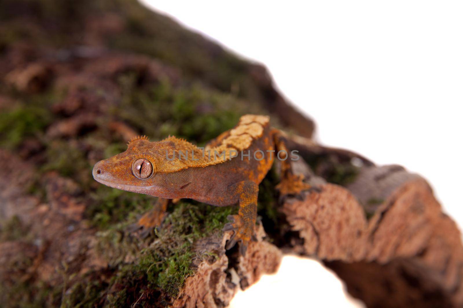 New Caledonian crested gecko, Rhacodactylus ciliatus, isolated on white