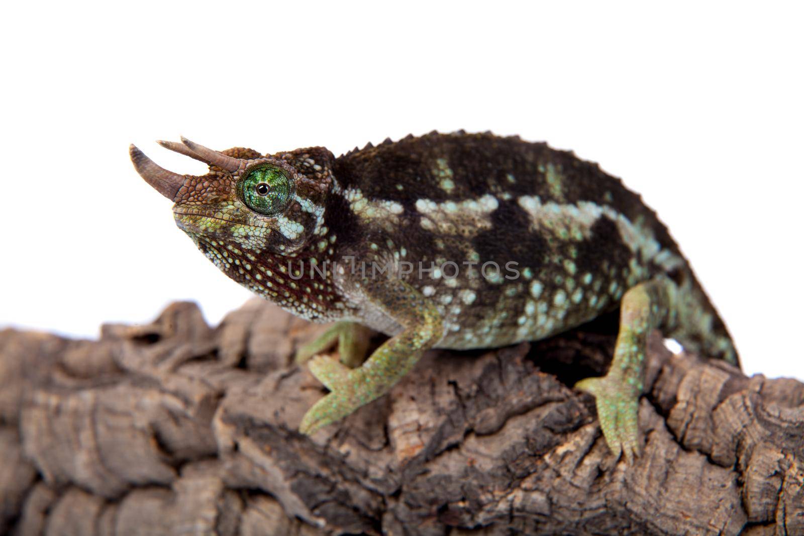 Jackson's horned chameleon, Trioceros jacksonii jacksonii, isolated on white background