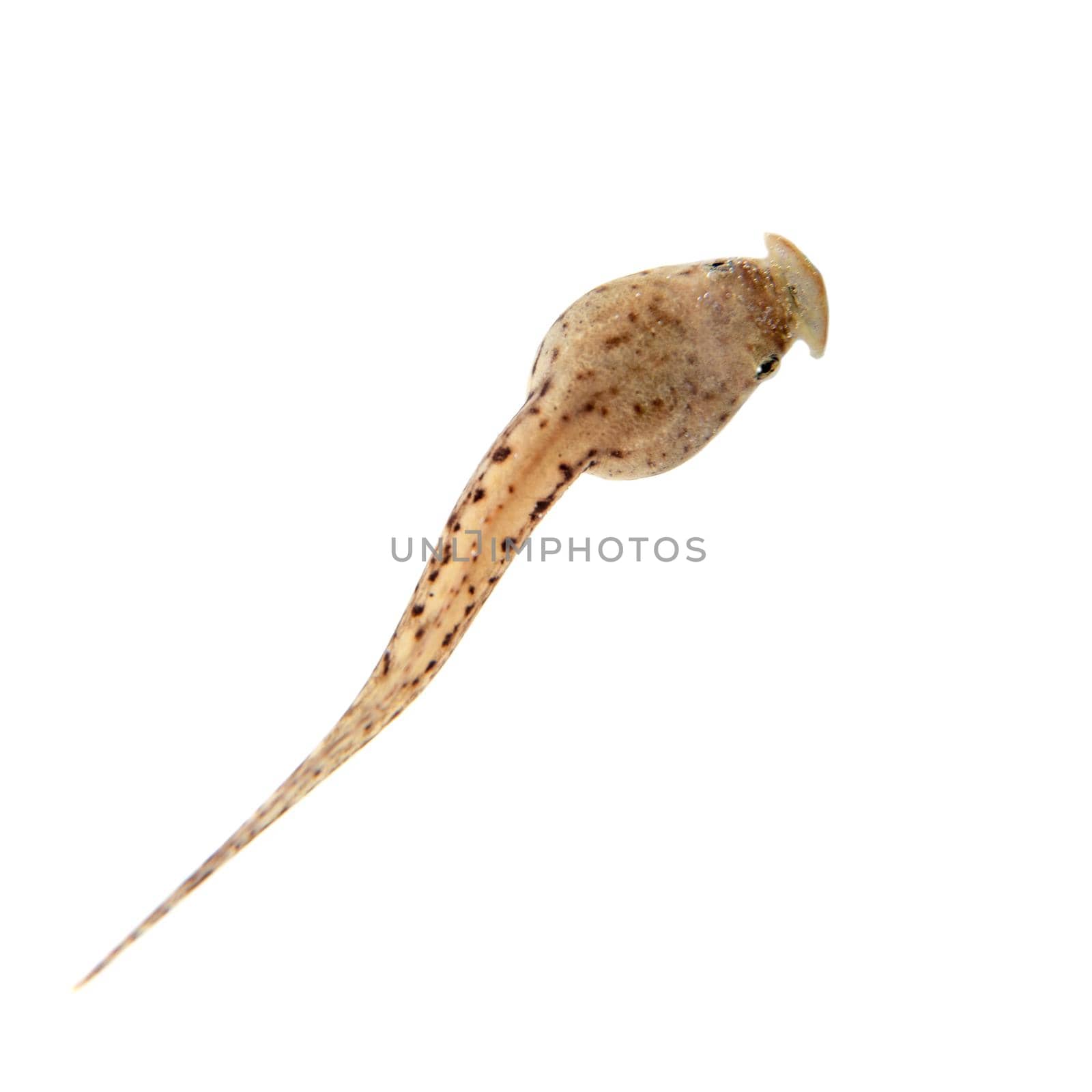 The long-nosed horned frog's tadpole, Megophrys nasuta, growth isolated on white background