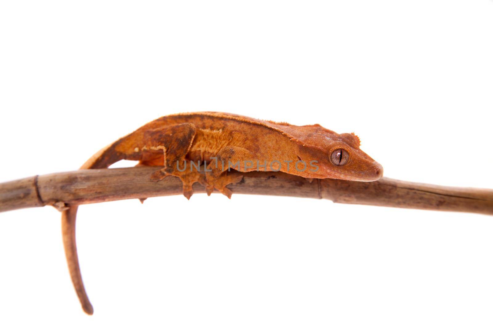 New Caledonian crested gecko, Rhacodactylus ciliatus, isolated on white