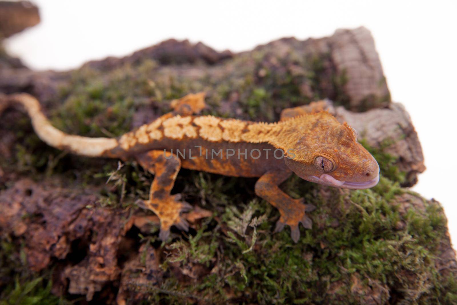 New Caledonian crested gecko on white by RosaJay