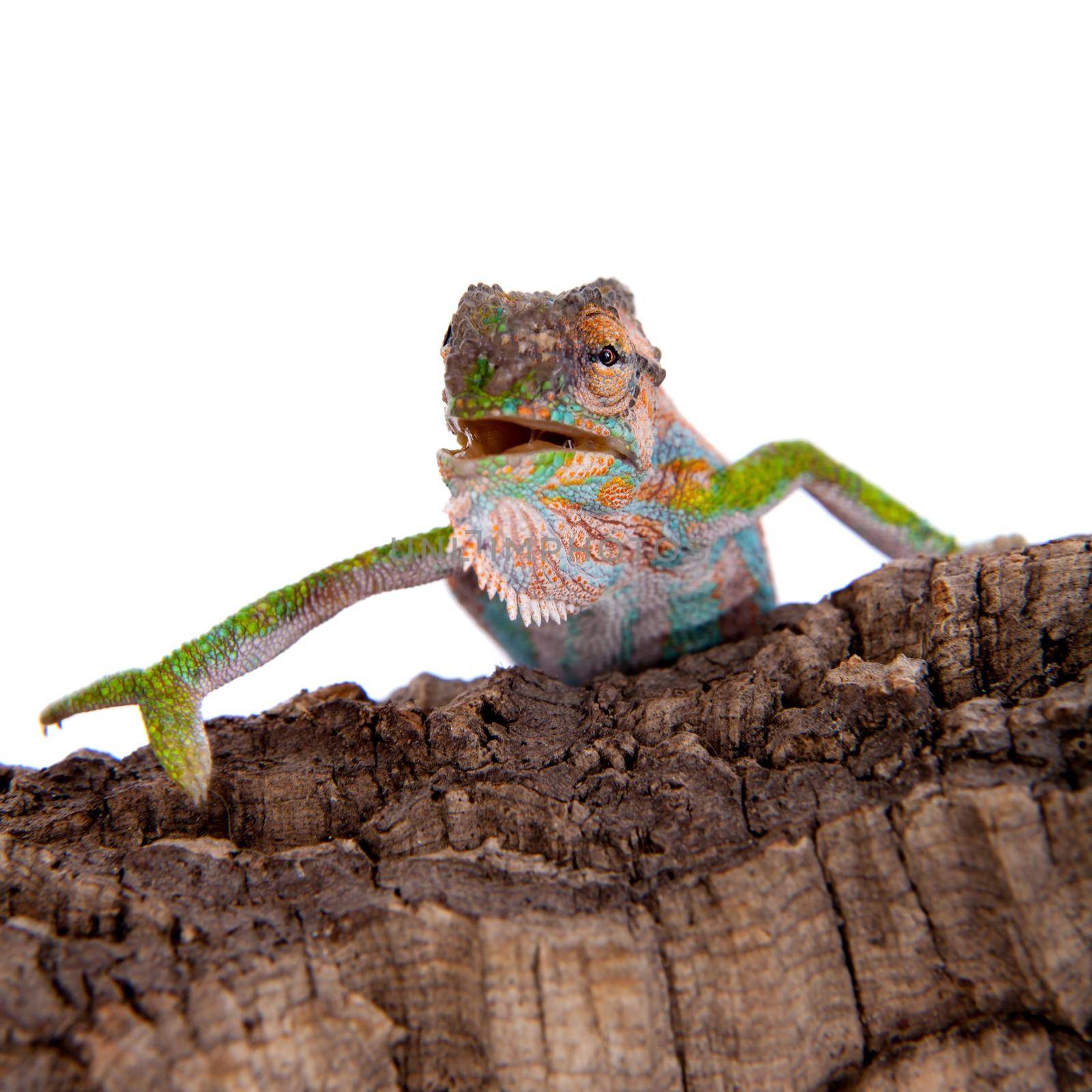 The Cape dwarf chameleon, Bradypodion pumilum, isolated on white background