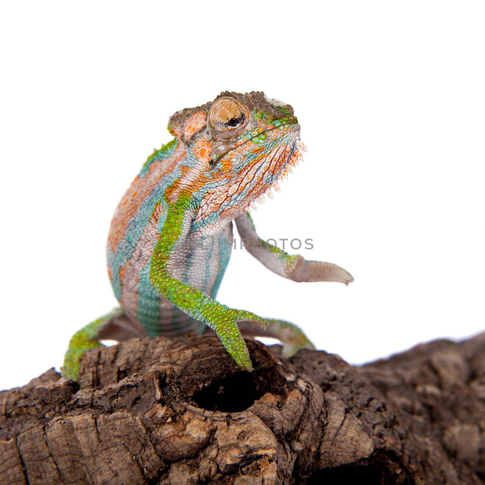 The Cape dwarf chameleon, Bradypodion pumilum, on white by RosaJay