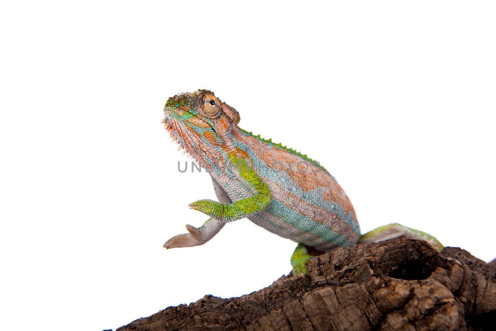 The Cape dwarf chameleon, Bradypodion pumilum, on white by RosaJay