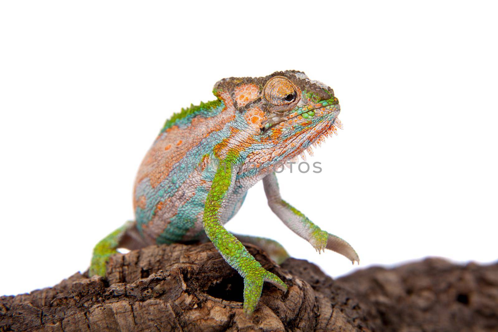 The Cape dwarf chameleon, Bradypodion pumilum, on white by RosaJay