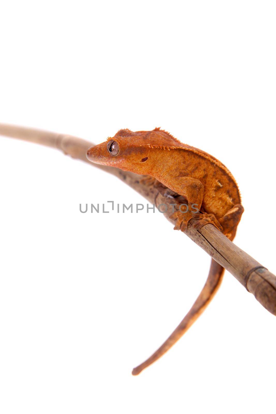 New Caledonian crested gecko, Rhacodactylus ciliatus, isolated on white