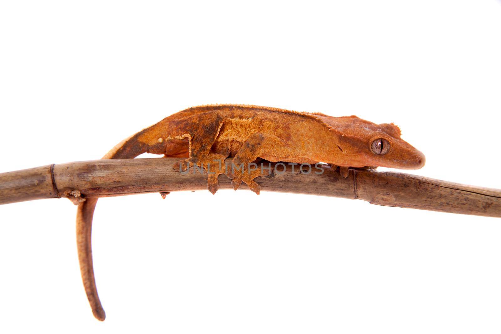 New Caledonian crested gecko, Rhacodactylus ciliatus, isolated on white