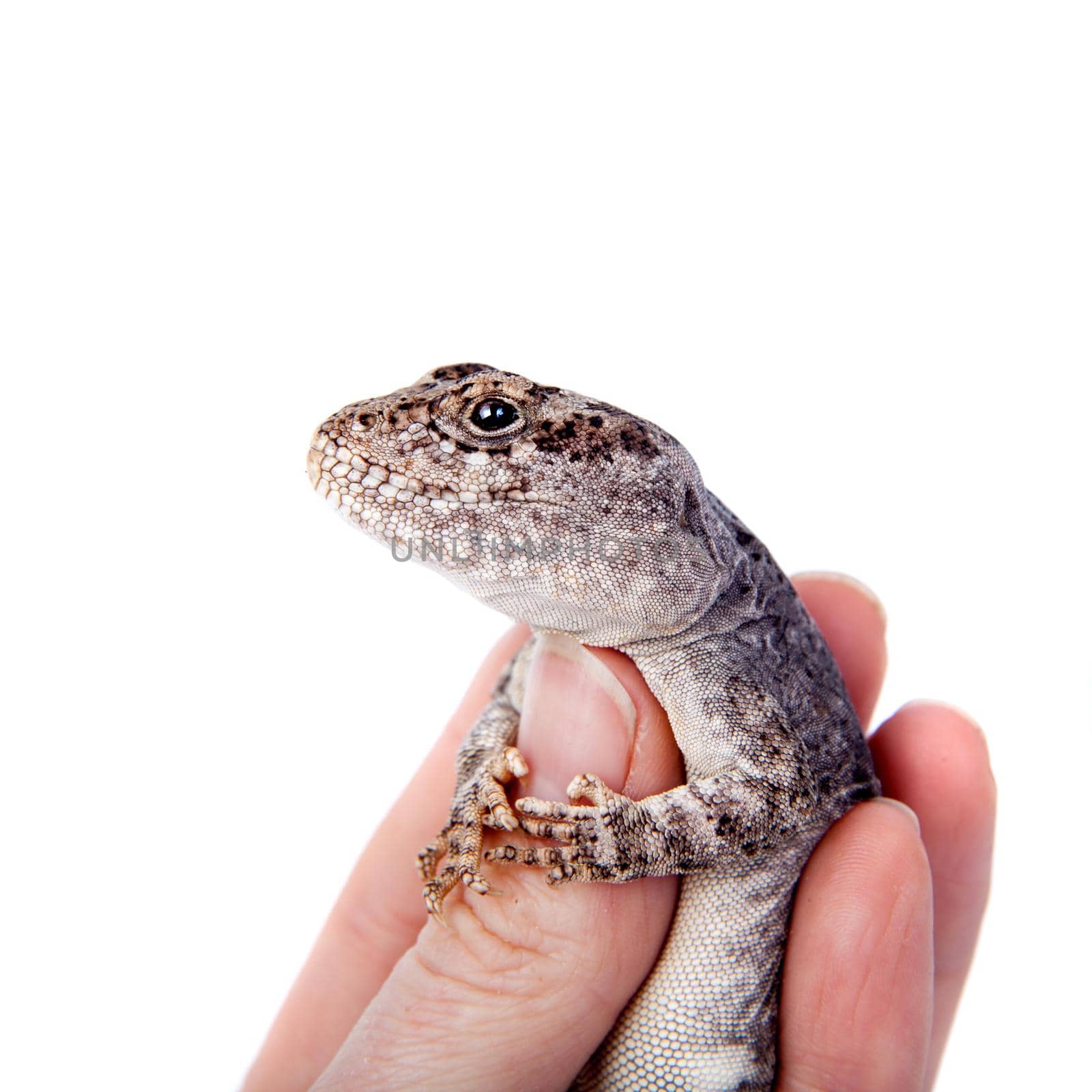 Darwin's iguana or Diplolaemus darwinii on white by RosaJay