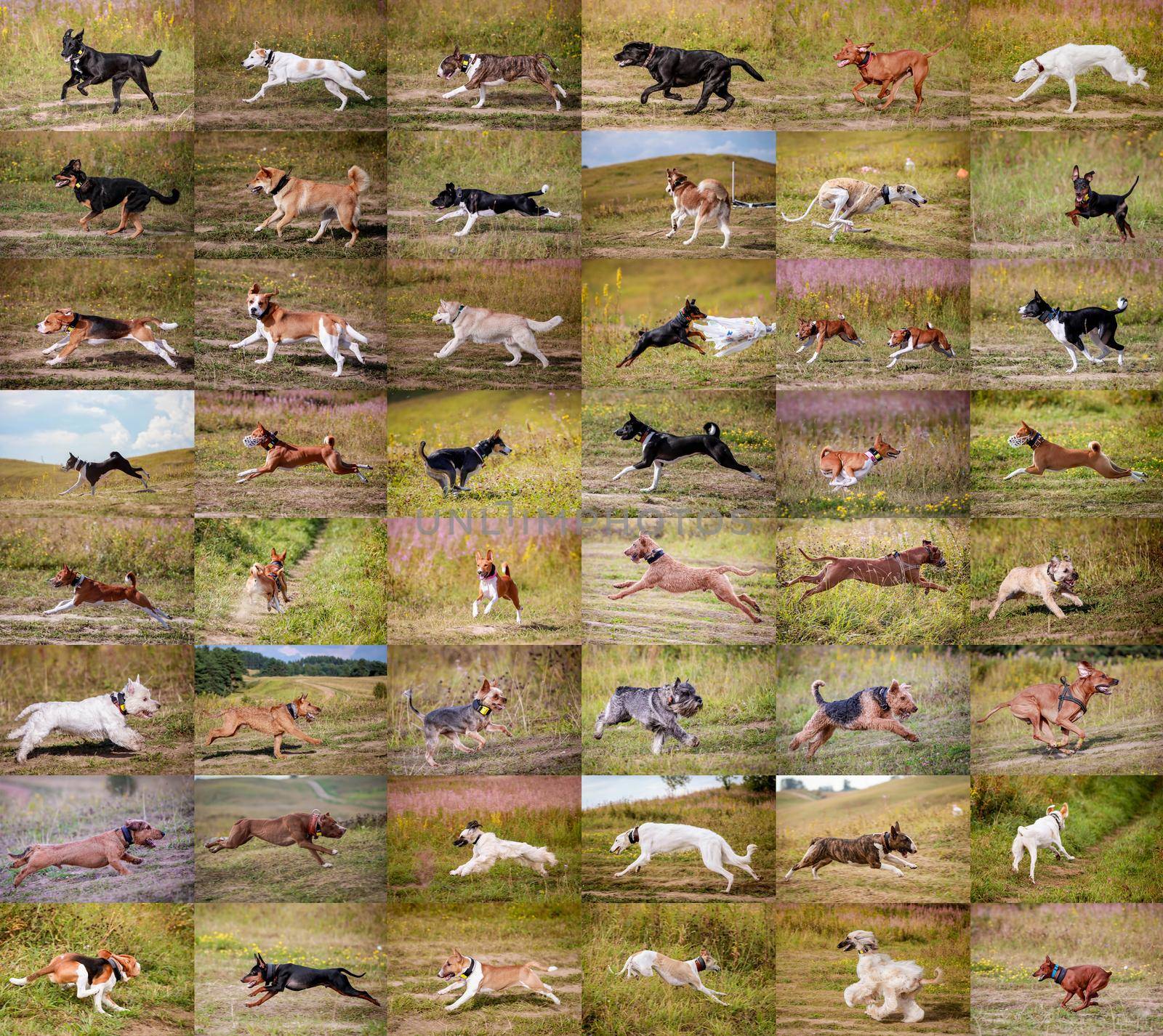 Collage dog running. Dog playing and running outdoors