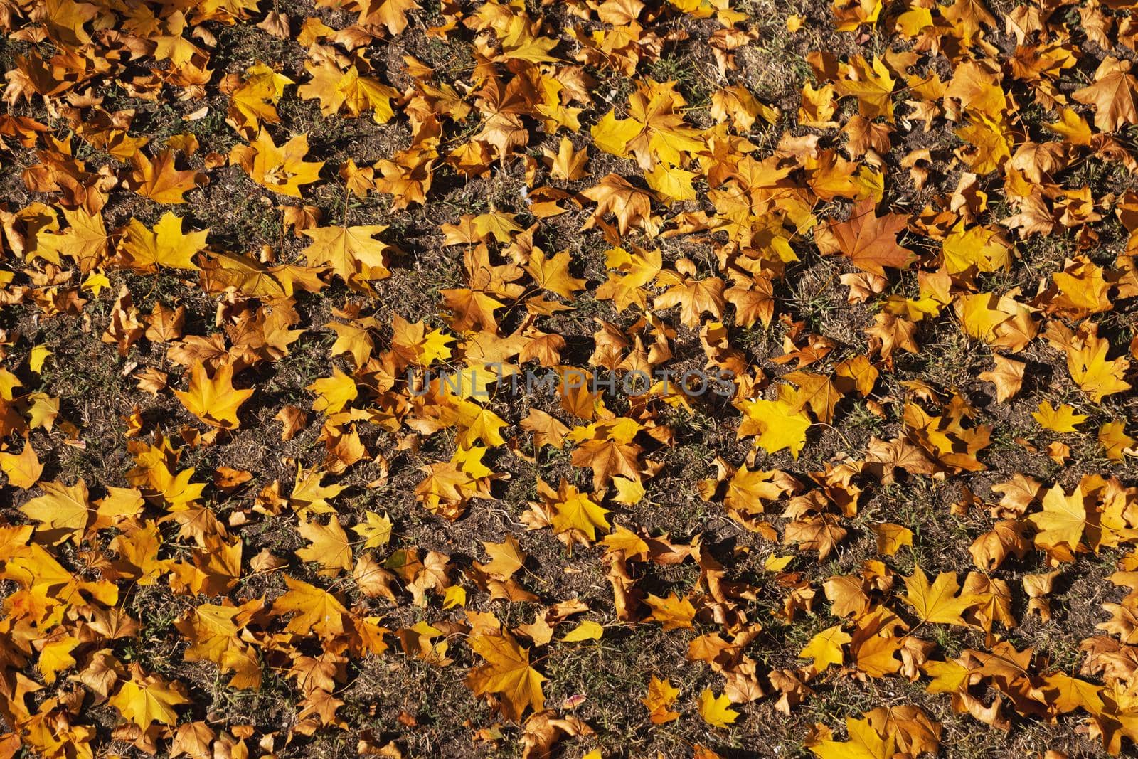 beautiful golden leaves lie on the ground by drakuliren