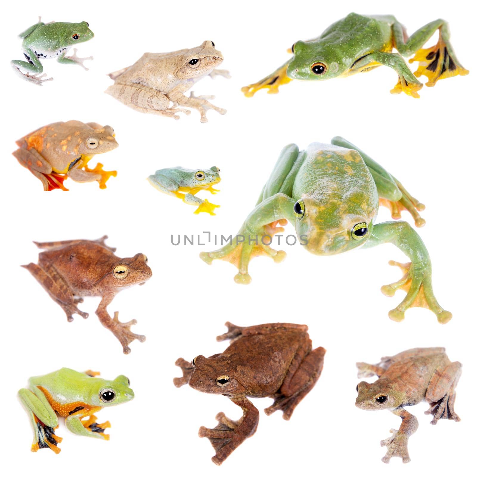Flying tree frogs set on white by RosaJay