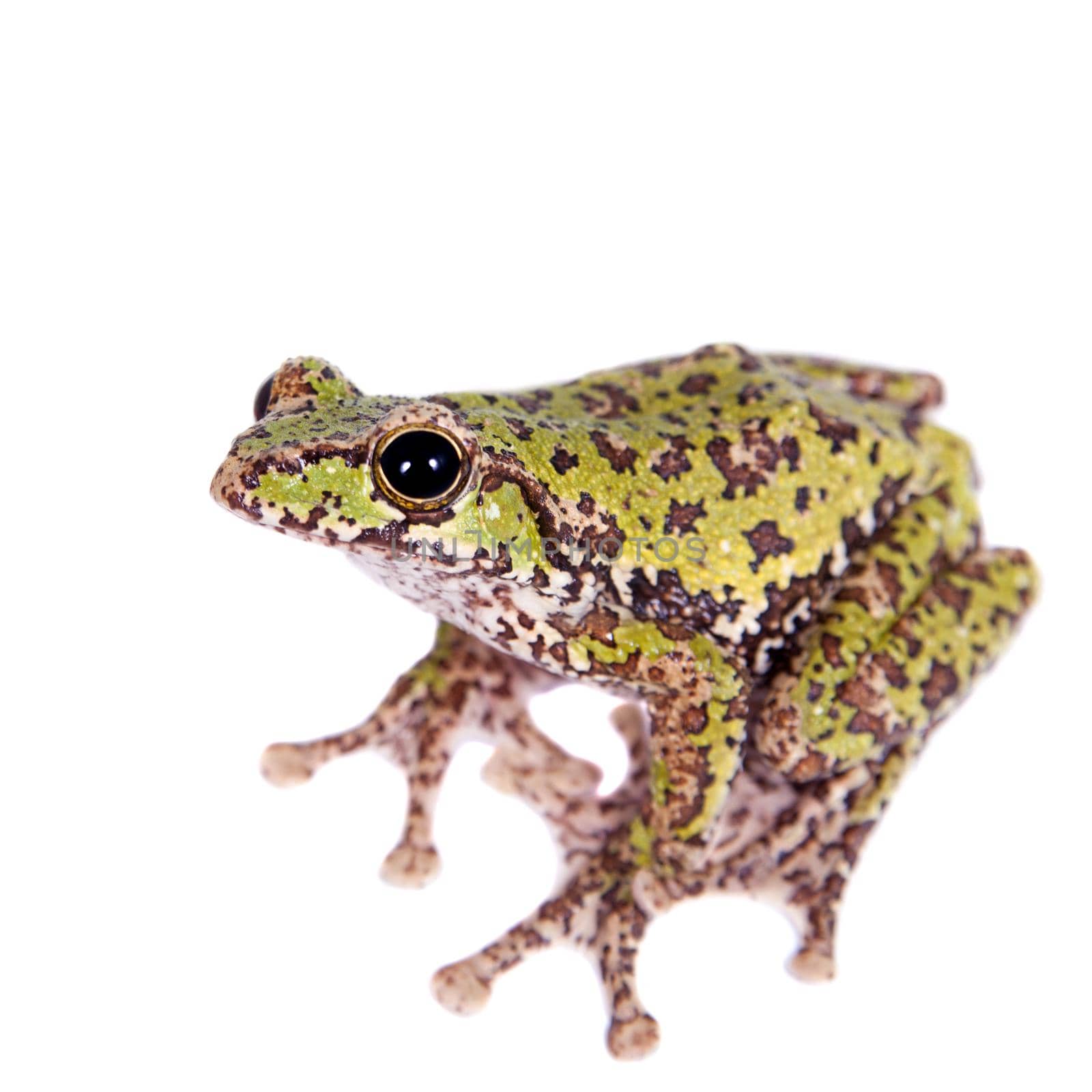 Polypedates duboisi, rare species of frog isolated on white background