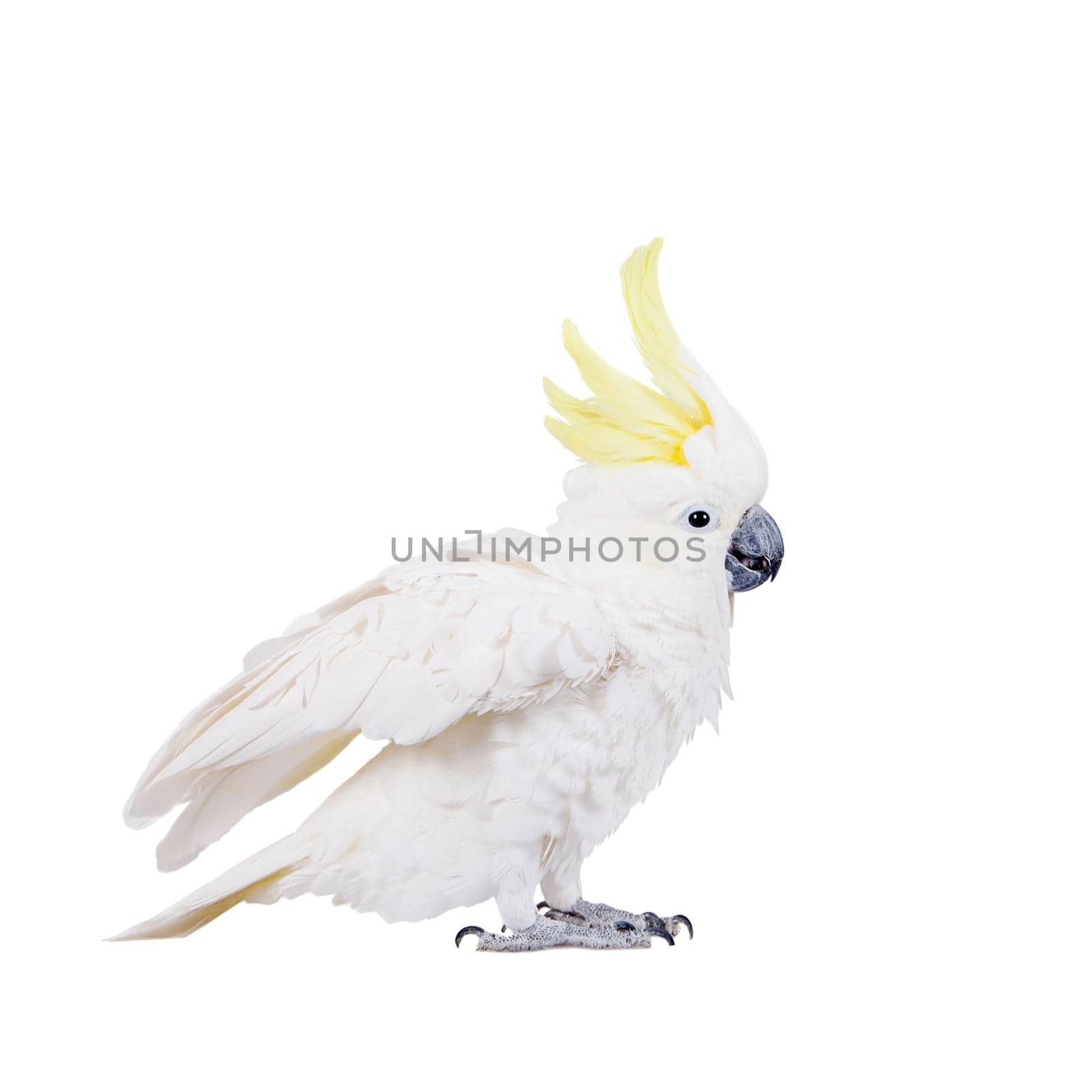Sulphur-crested Cockatoo, isolated on white by RosaJay