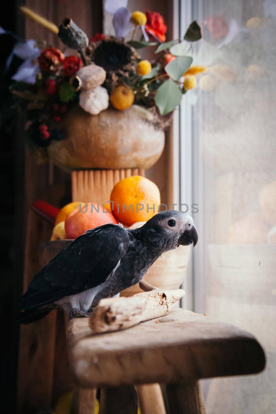 Happy Halloween. African Grey Parrot baby with flowers and pumpkins by RosaJay