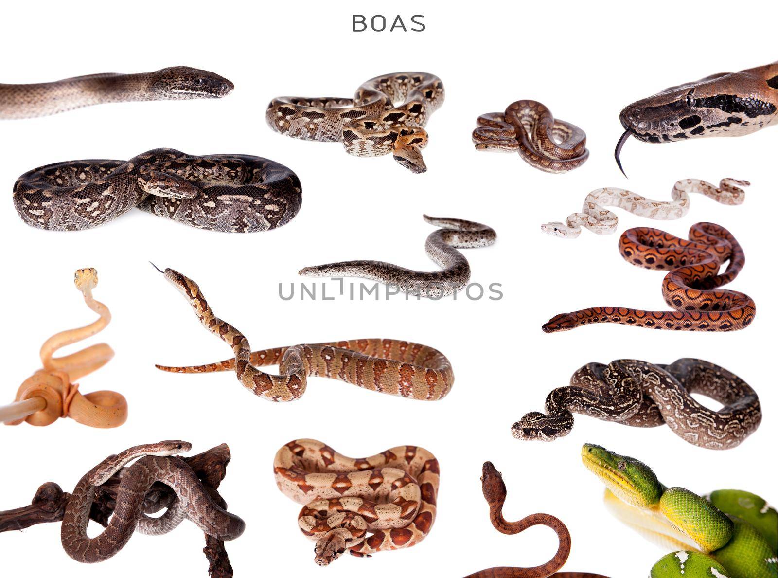 Boa snakes set on white by RosaJay