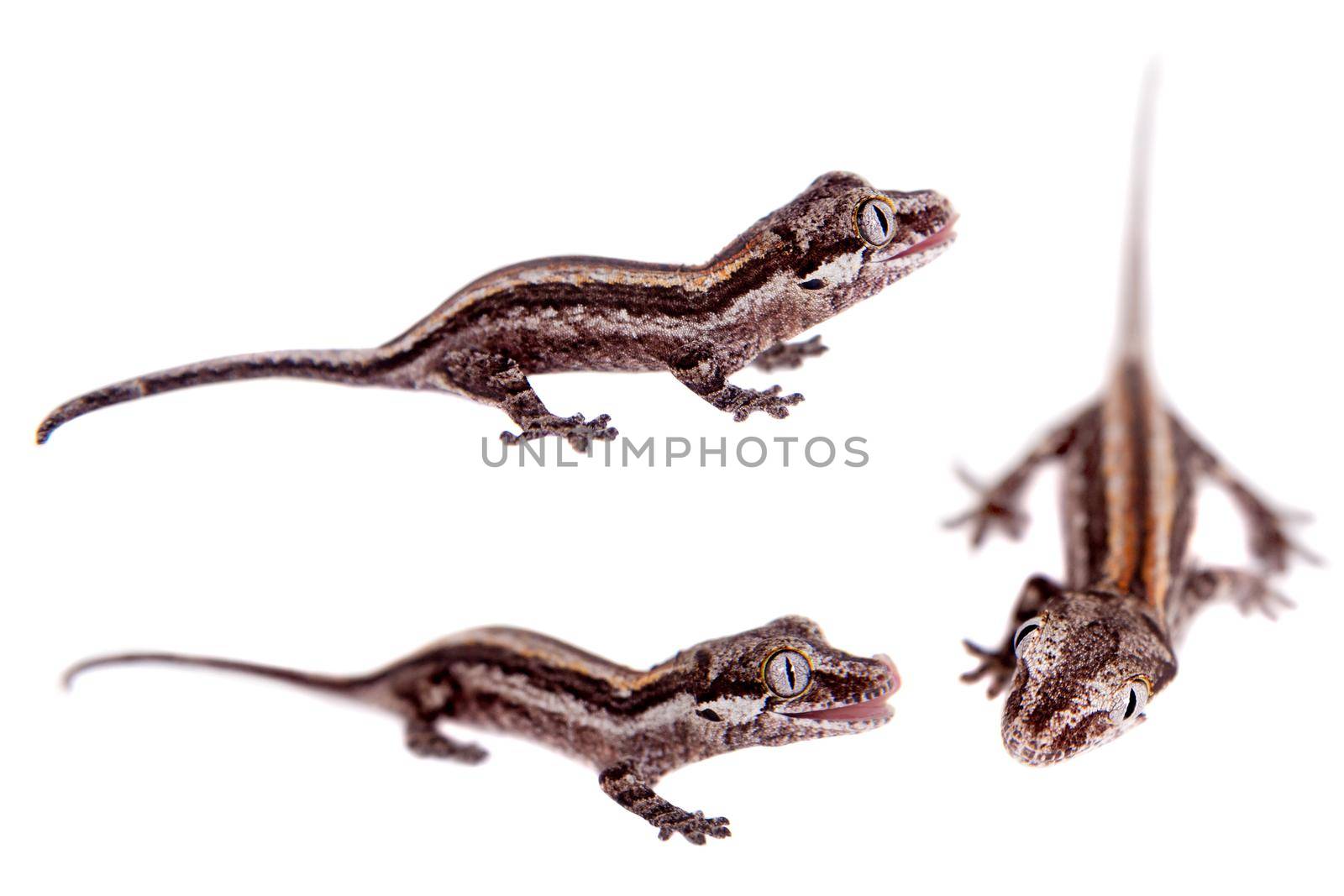 The gargoyle or New Caledonian bumpy gecko, Rhacodactylus auriculatus isolated on white