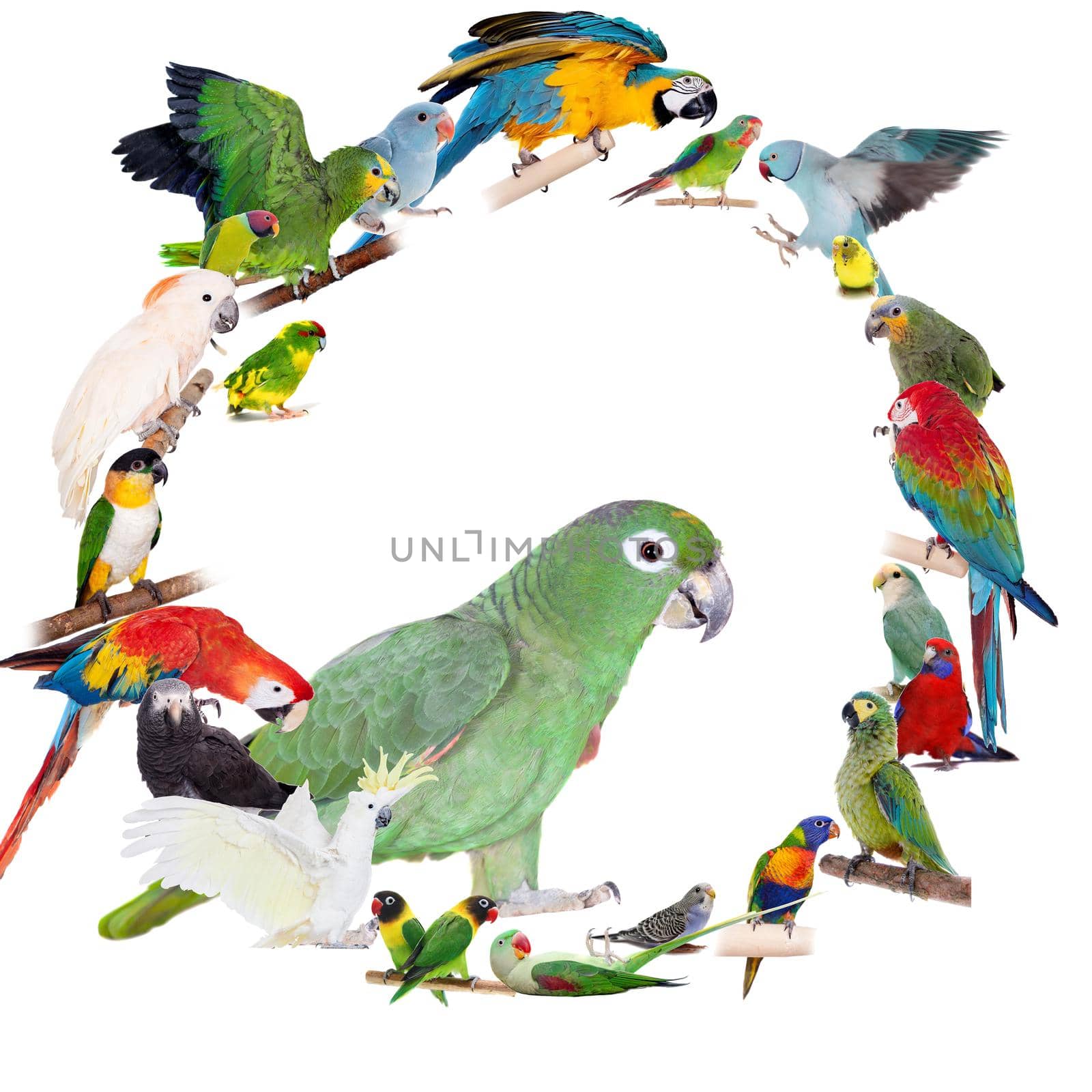 Parrots and parakeets circle set on whiteisolated on white background