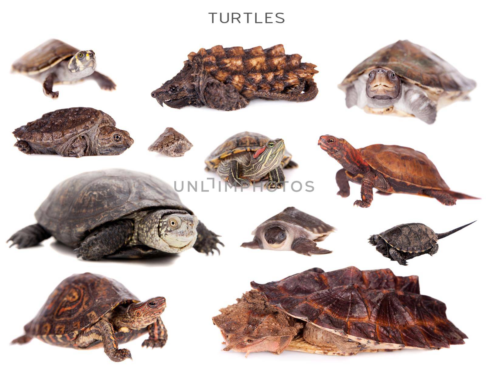 Turtles set on white by RosaJay