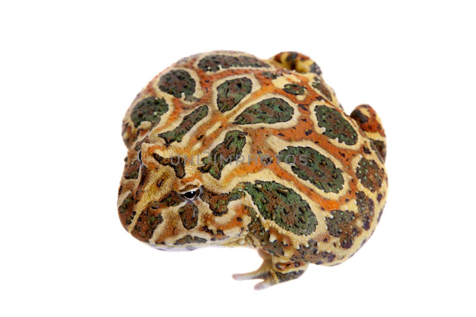 The Cranwell's horned frog, Ceratophrys cranwelli, isolated on white background