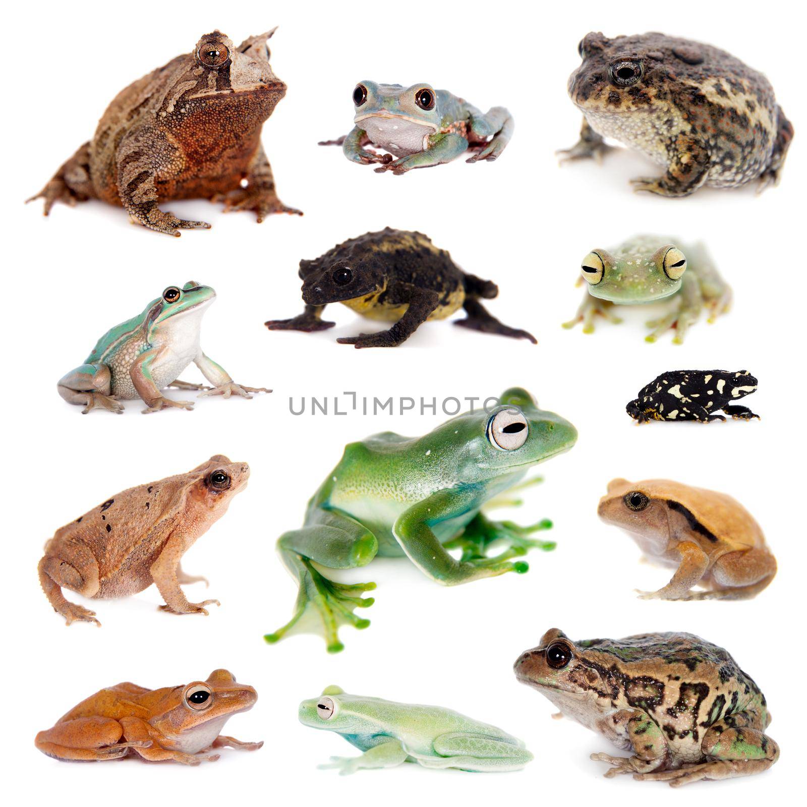 Different kind of frogs on white by RosaJay