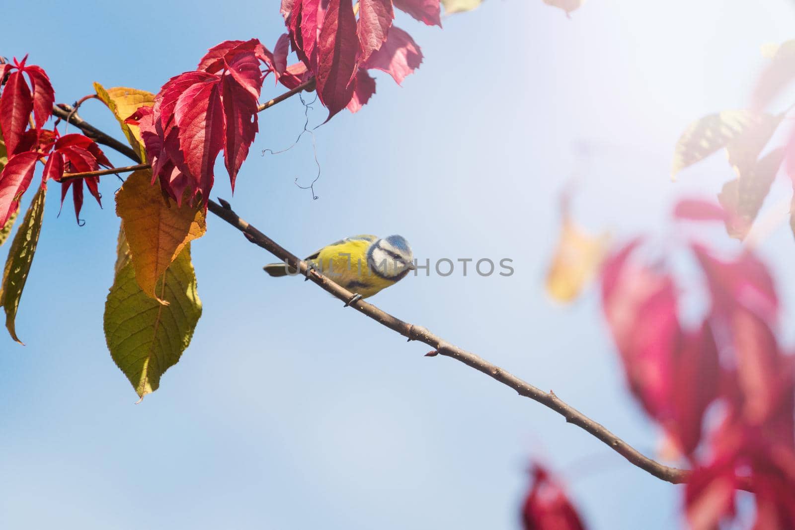 bird in the autumn forest among colorful leaves , autumn colors