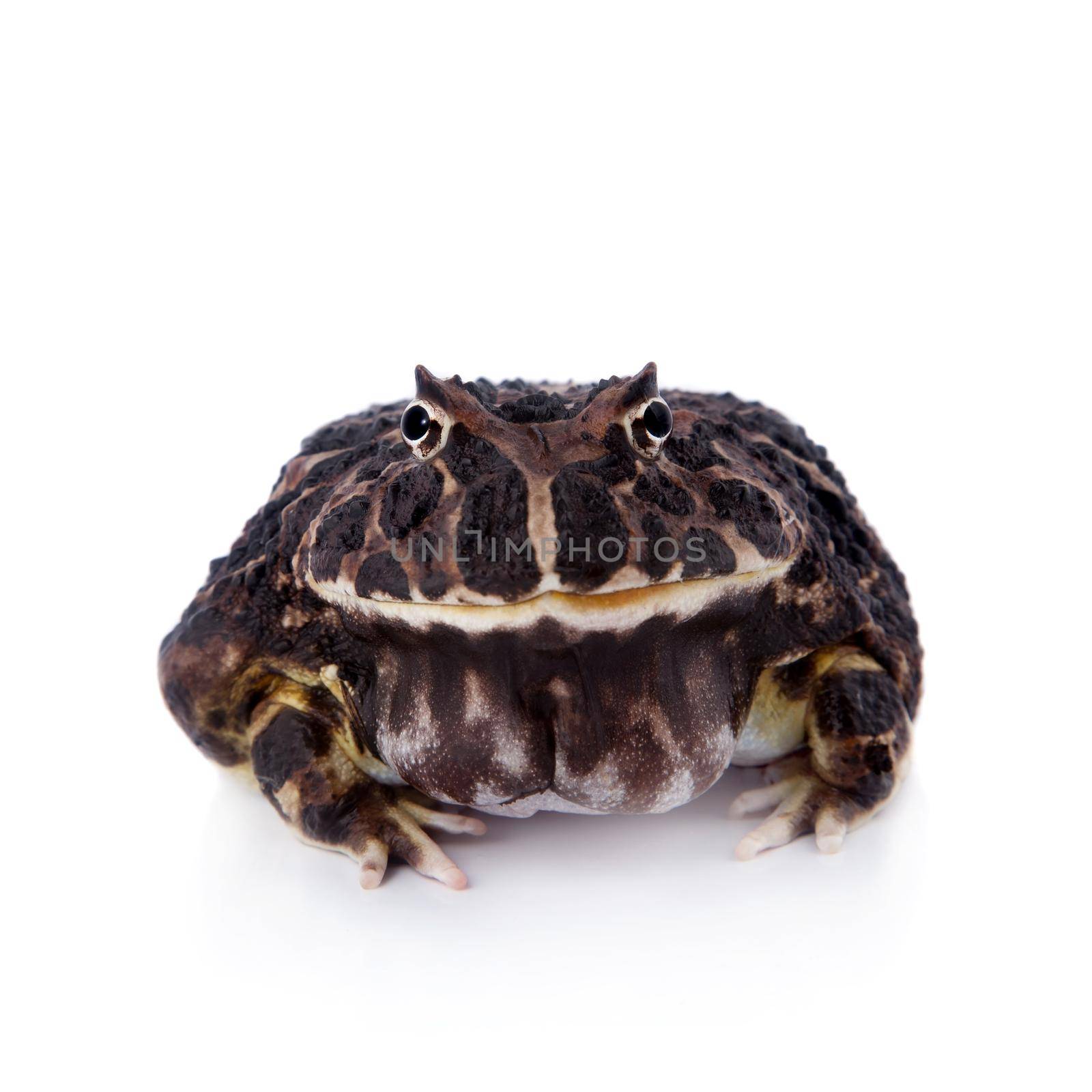 The Argentine horned frog on white by RosaJay