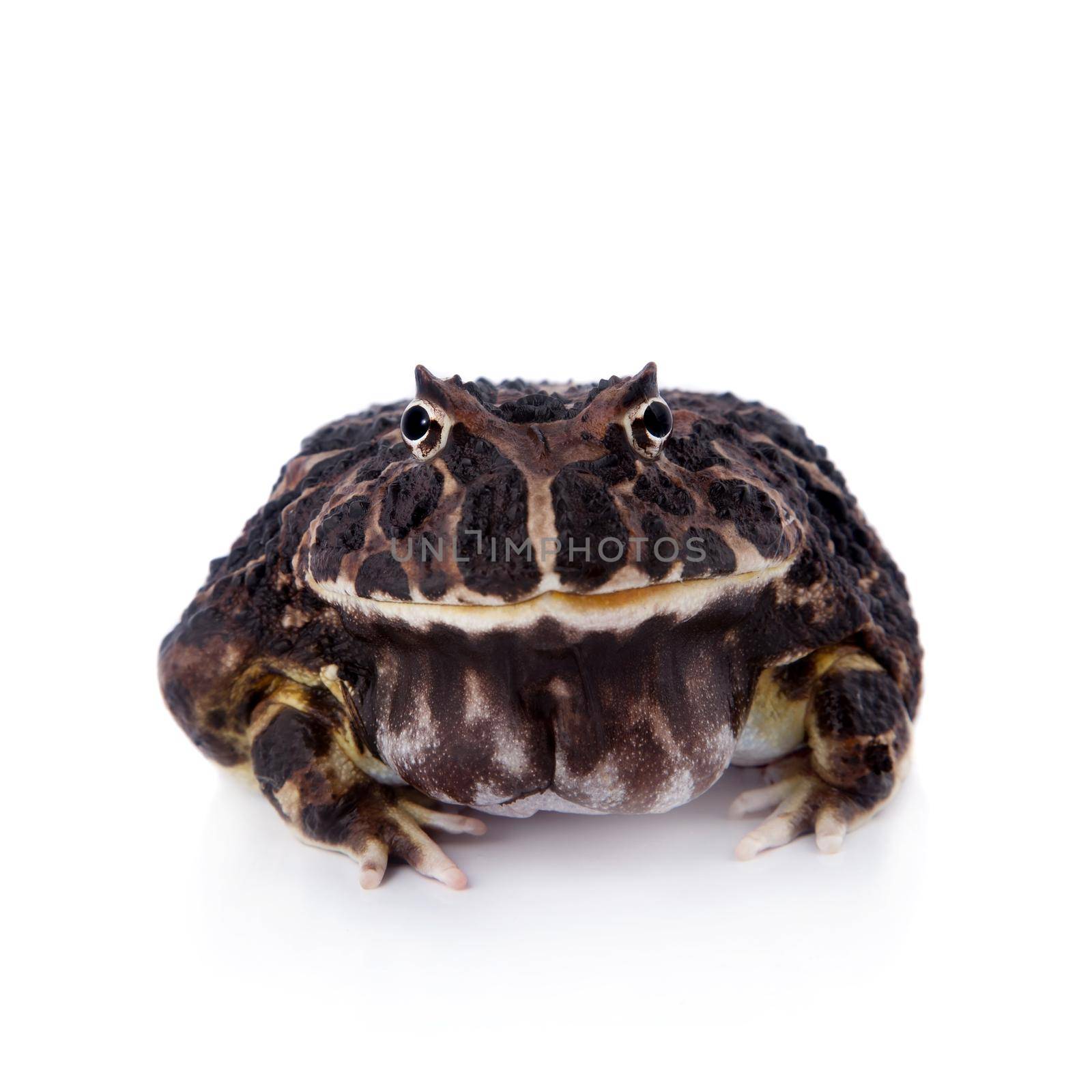 The Argentine horned frog, Ceratophrys ornata, isolated on white background