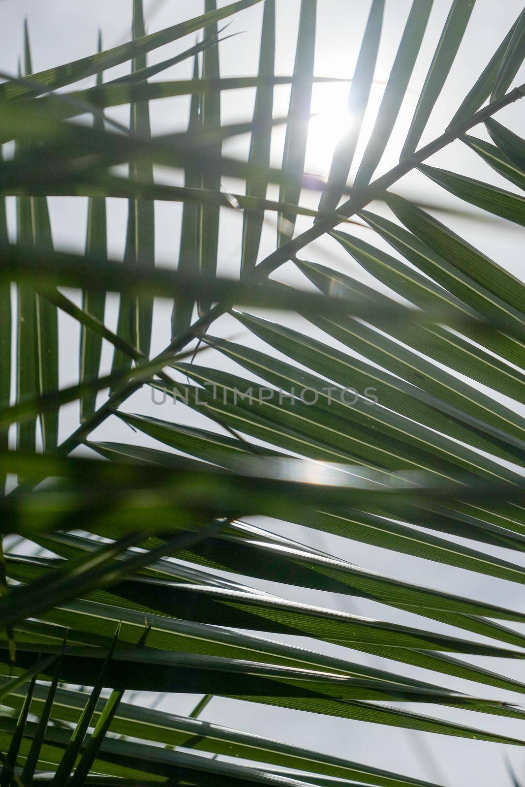 Palm leaves in summertime by Anneleven