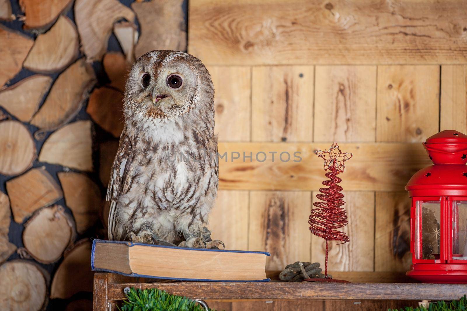 Tawny or Brown Owl, Strix aluco. Holidays, christmas, new year