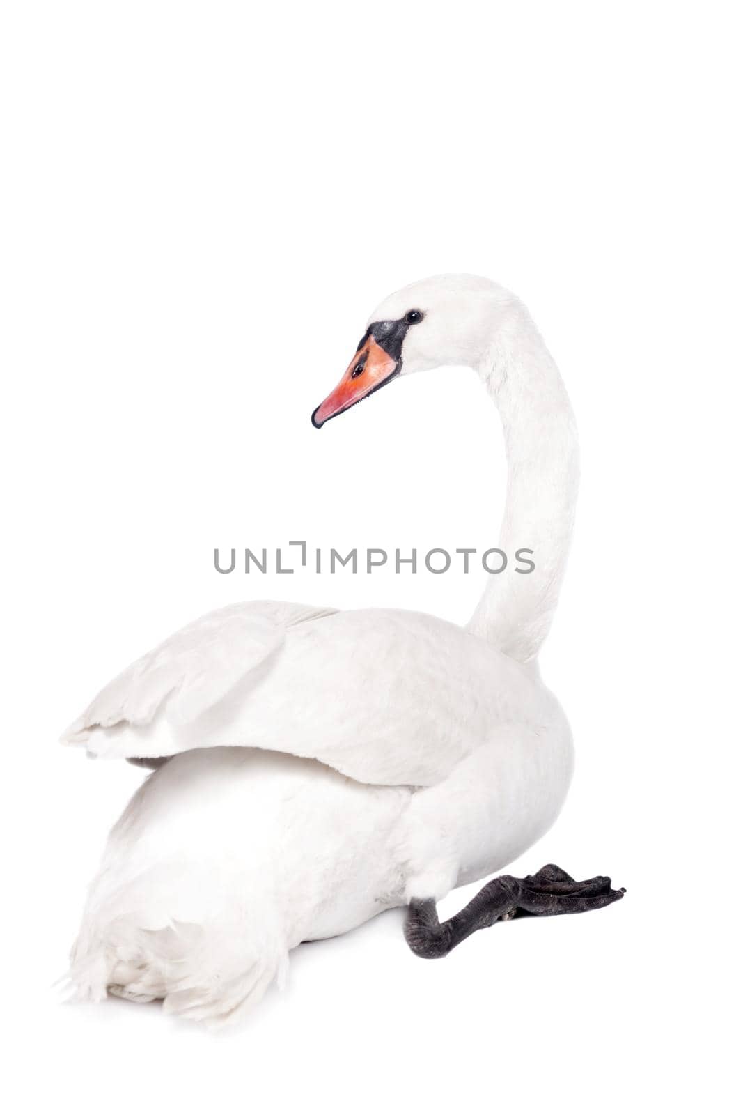The mute swan, cygnus olor, isolated on white bacground