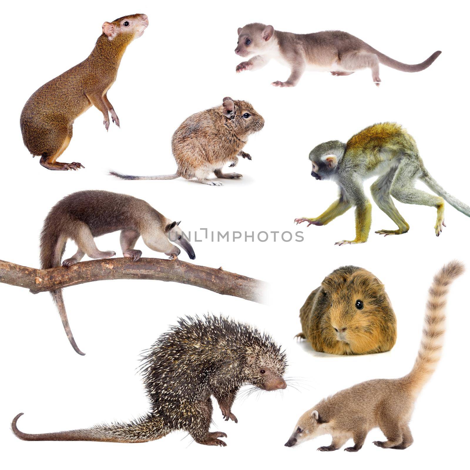 Mammals of South America isolated on white background