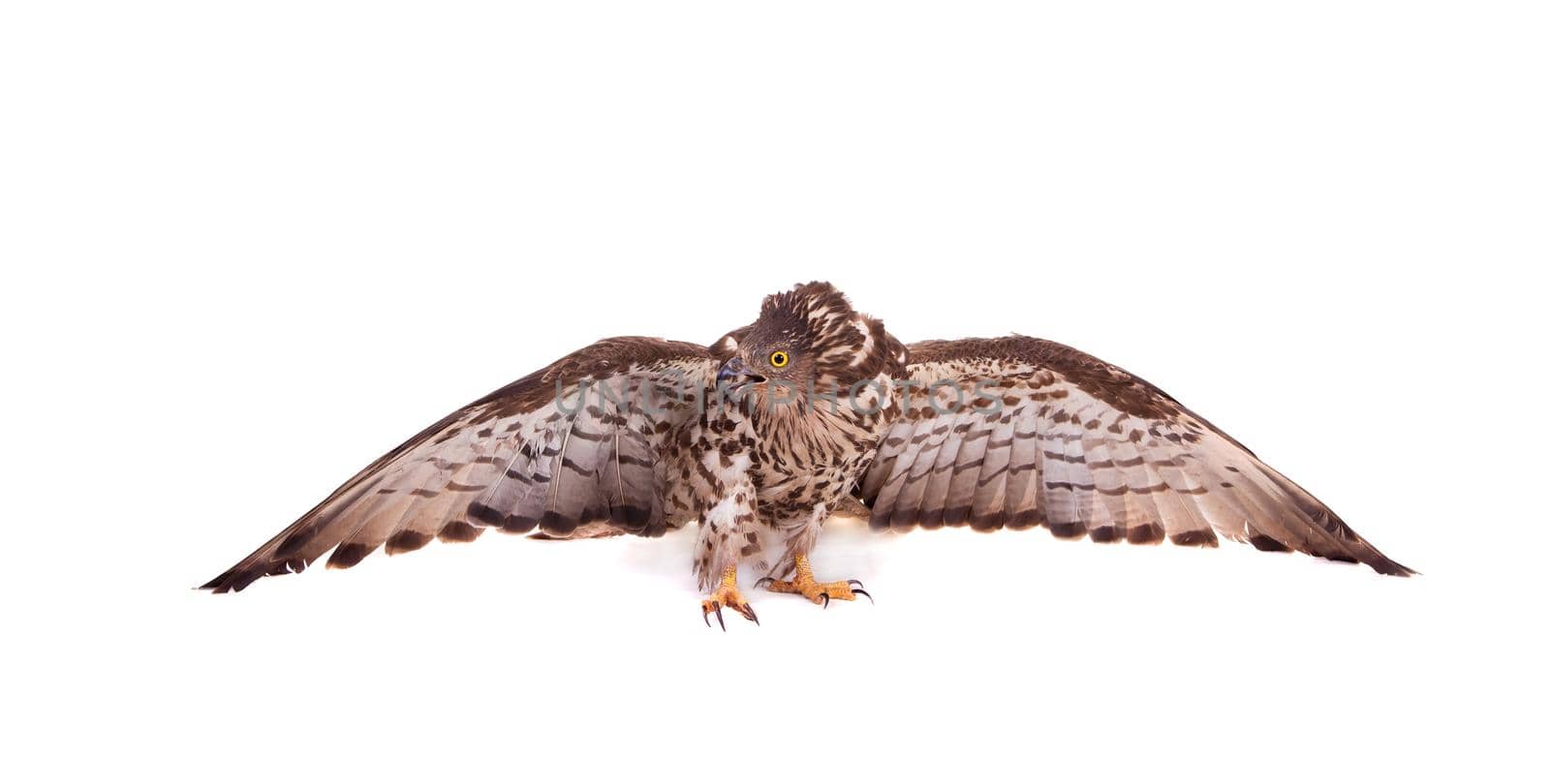 European Honey Buzzard - Pernis apivorus - isolated on white background