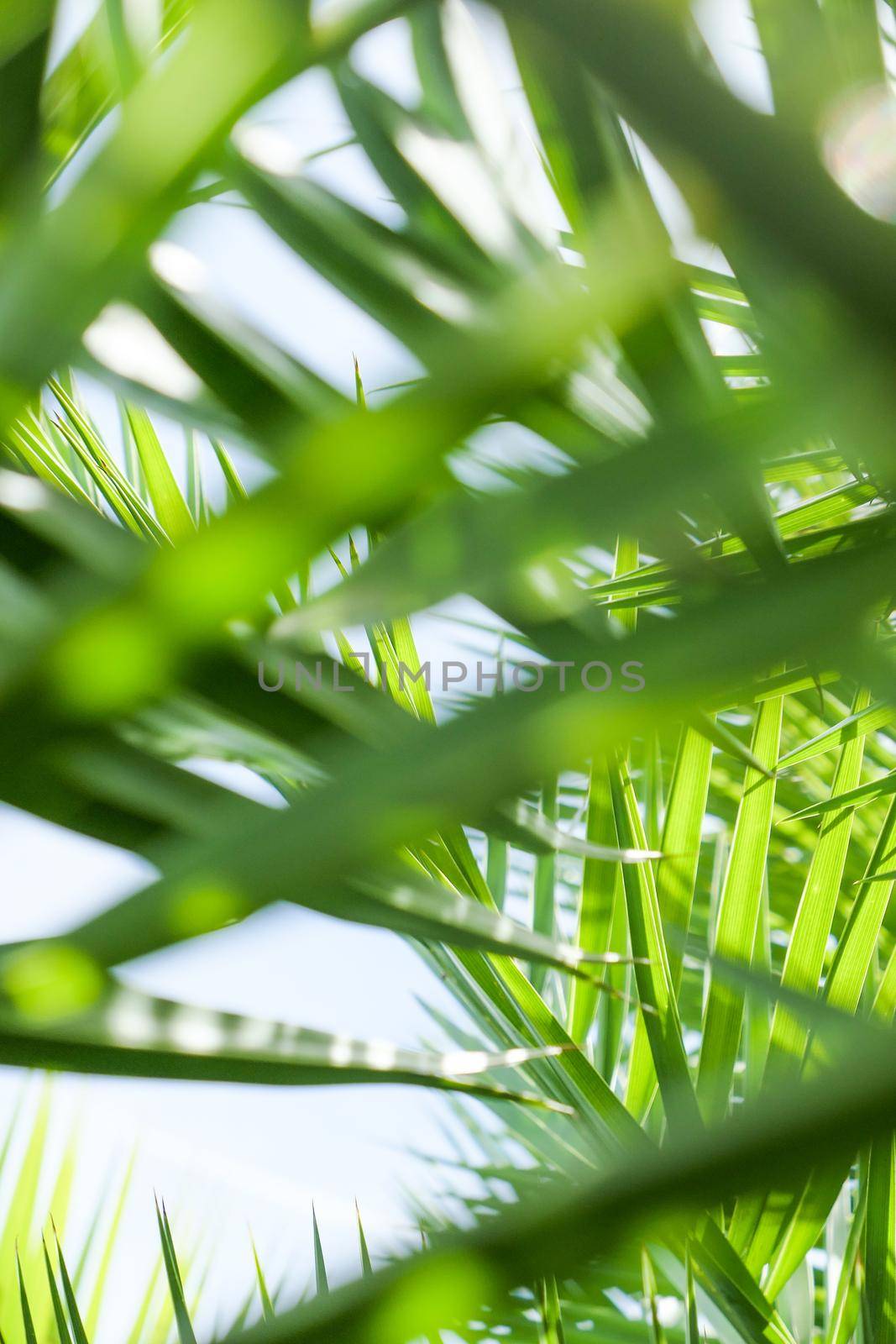 Exotic vacation, botanical background and summer travel concept - Palm leaves in summertime